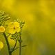 Oilseed Preparation Plant Chooses ATS Australia for PLC and SCADA Automation Solution Oilseed Preparation Plant Chooses ATS Australia for PLC and SCADA Automation Solution
