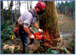 ATS Forest Products